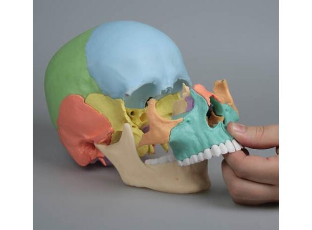 Osteopatisk Kranie 22 Deler Didactical Versjon